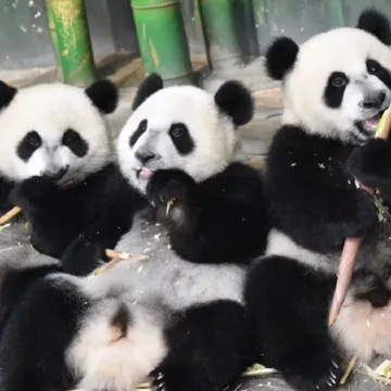 廣州+東莞3天團·《番禺長隆野生動物世界+2晚酒店自助晚餐》全球最大日本遊戲主題樂園 「廣州華夏世嘉都市樂園」