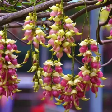 廣州+清遠3天團·非洲動物大遷徙「清遠長隆國際旅遊度假區~森林王國」「融創樂園」(重本包暢玩20個指定遊玩項目)