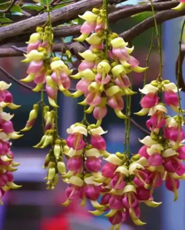 廣州+清遠3天團·非洲動物大遷徙「清遠長隆國際旅遊度假區~森林王國」「融創樂園」(重本包暢玩20個指定遊玩項目)