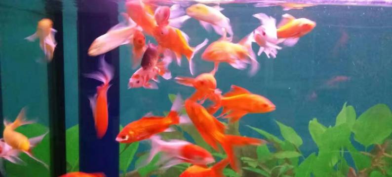 子长张家大院图片