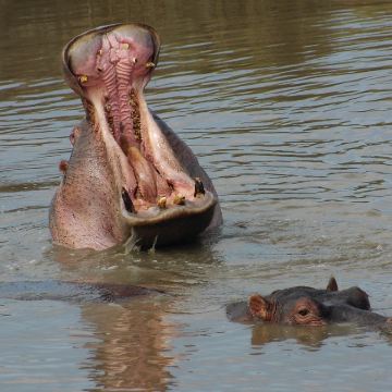 坦桑尼亚+塞伦盖蒂+卡拉图6日4晚拼小团