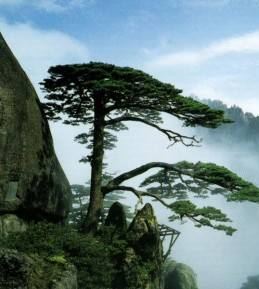 黄山风景区3日2晚跟团游