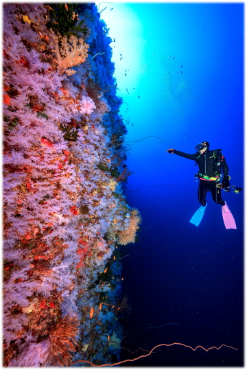 潜水·斐济-这潜水界爱丽丝仙境,让你不用潜遍世界,一次完成你潜水