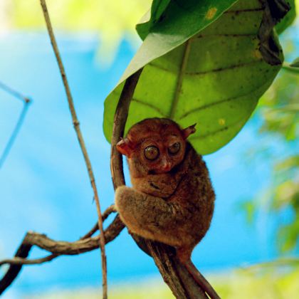 菲律宾宿务+薄荷岛6日4晚跟团游