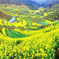 黄山风景区+婺源5日4晚跟团游