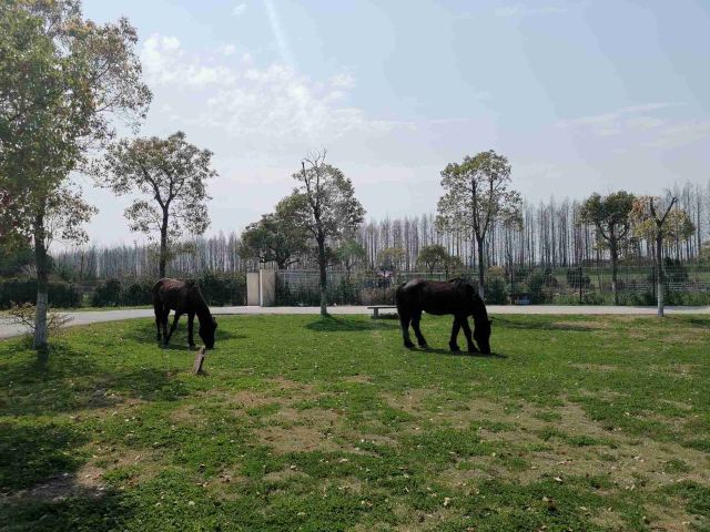 上海滨海森林公园旅行图片 6