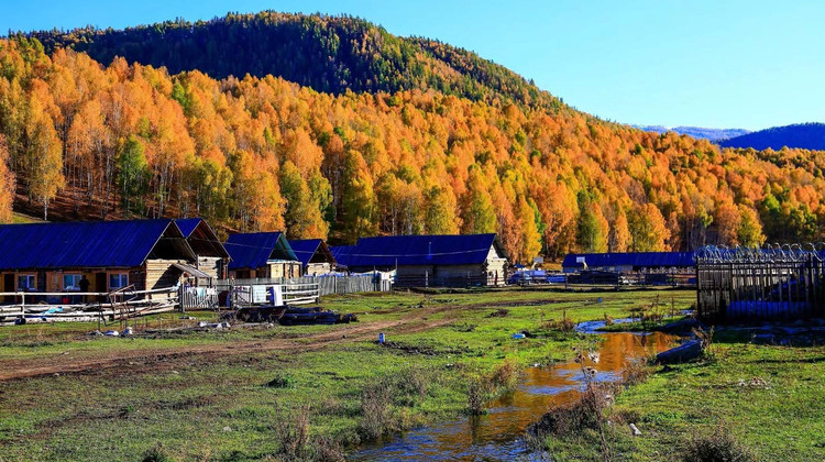 新疆乌鲁木齐+北疆8日7晚私家团·【林海牧歌·自营·金秋盛景】禾木旅拍+1晚禾木景区木屋+下午茶+2人升级7座车丨喀纳斯+禾木+赛里木湖VIP环湖+S21沙漠公路+魔鬼城+木特塔尔沙漠丨24H接送机/站+微信管家+行程可调