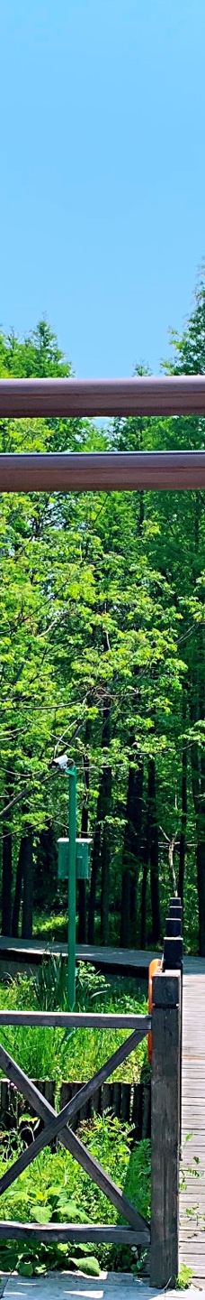 溱湖国家湿地公园-泰州