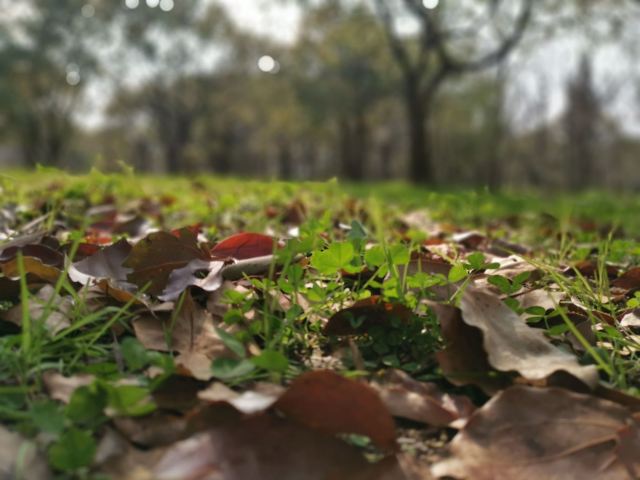 上海滨海森林公园旅行图片 3