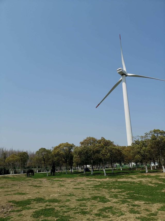 上海滨海森林公园旅行图片 5