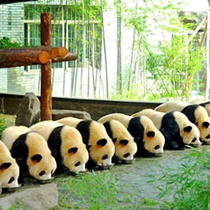 上海野生动物园2日1晚自由行
