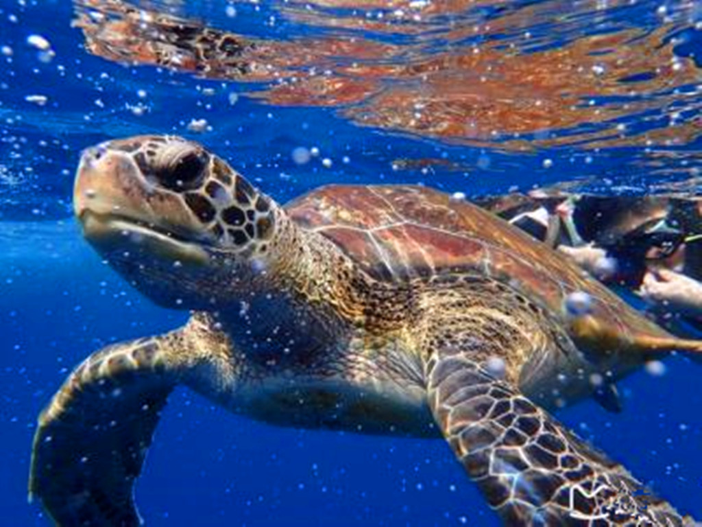 曼谷+芭提雅+清迈8日6晚跟团游·含签证,快艇