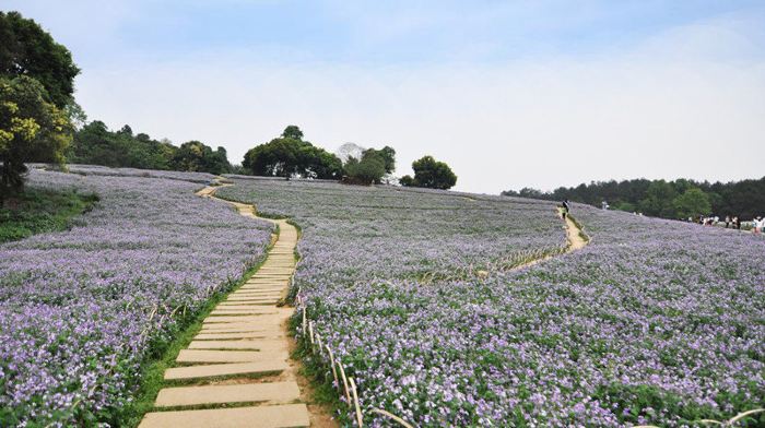 蒲江石象湖2日自由行(4钻)·石象湖雅乐轩酒店