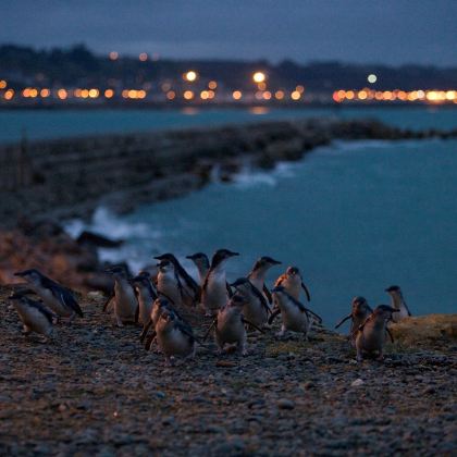 新西兰北岛+南岛东海岸+特卡波湖+皇后镇10日私家团