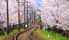 日本冲绳县5日自由行·【遇见早樱】2晚海滩度假酒店+2晚那霸市区|寻踪樱花的粉色泡泡梦|网红居酒屋目利银次|万座毛日落·残波岬白色灯塔·蓝色水族馆世界·翡翠海滩|色彩斑驳的冲绳|冬季出海观鲸