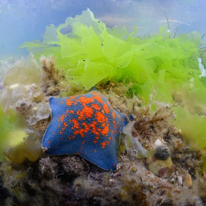 山东青岛+崂山+威海+烟台+蓬莱区5日4晚跟团游