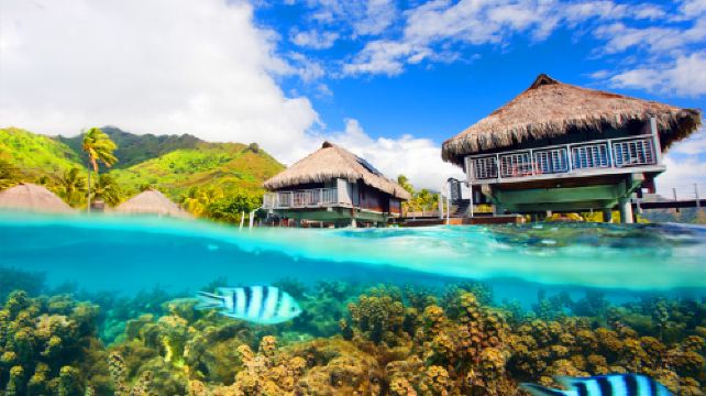 大溪地人均_大溪地诺丽(2)