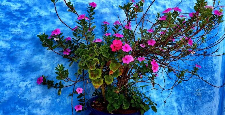 摩洛哥10日跟团游·【冬季预售】 梅克内斯+菲