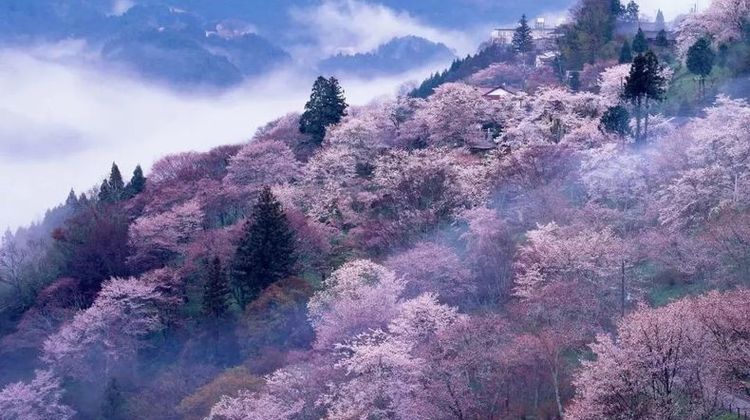 日本东京 箱根6日自由行 樱花祭 前2晚箱根温泉旅馆深度放松芦之湖湖上鸟居赏富士山美樱3晚东京市区连住一段旅程 双重体验抛开喧嚣私享治愈之旅 日本东京 箱根6日自由行 樱花祭 前2晚箱根温泉旅馆深度放松芦之湖湖上鸟居赏富士山美樱3晚东京市区连住一段旅程 双重体验抛开喧嚣私享治愈之旅