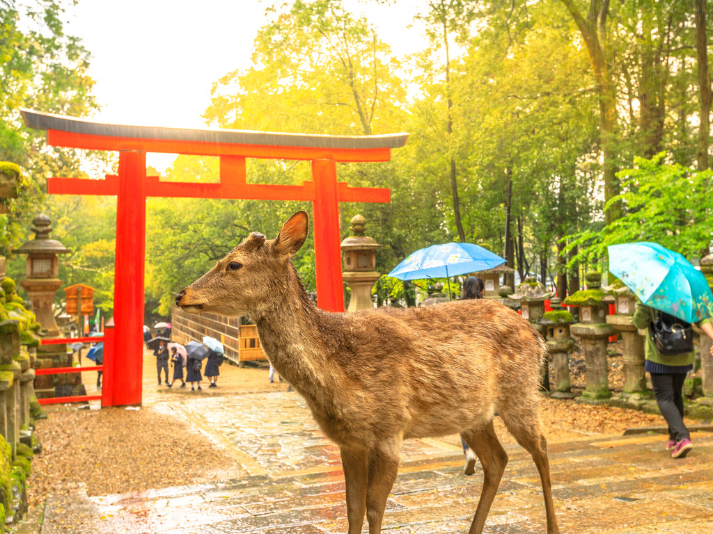 日本大阪+东京+京都+奈良6日5晚跟团游·暑期