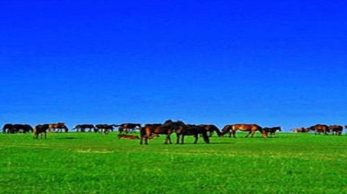 鄂尔多斯是什么草原 300a0g0000007qyxd4F1D_C_500_280.jpg