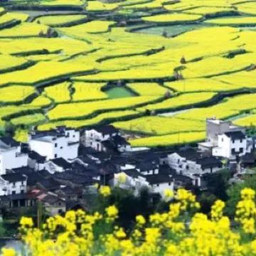 户外活动·【清明赏花】江西婺源3日赏花亲子营【瓷都寻古】看花海梯田+走诗画田园+乡村劳作+学做清明果+县衙实景升堂