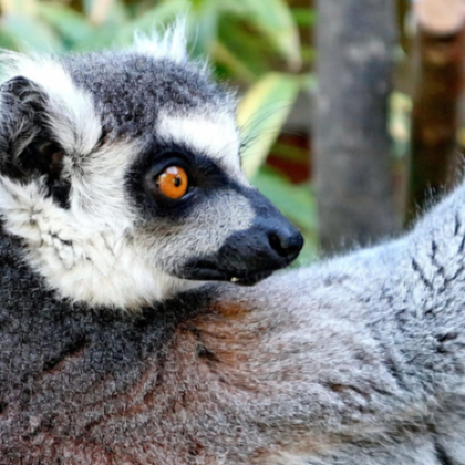 马达加斯加塔那那利佛省+穆龙达瓦+安达西贝-曼塔迪亚国家公园8日5晚私家团