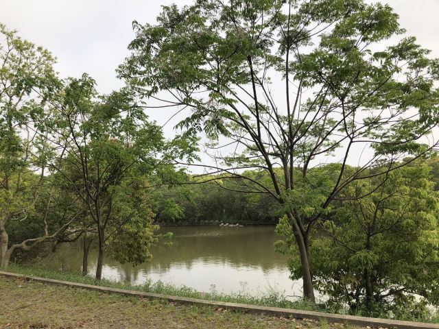 上海滨海森林公园旅行图片 1