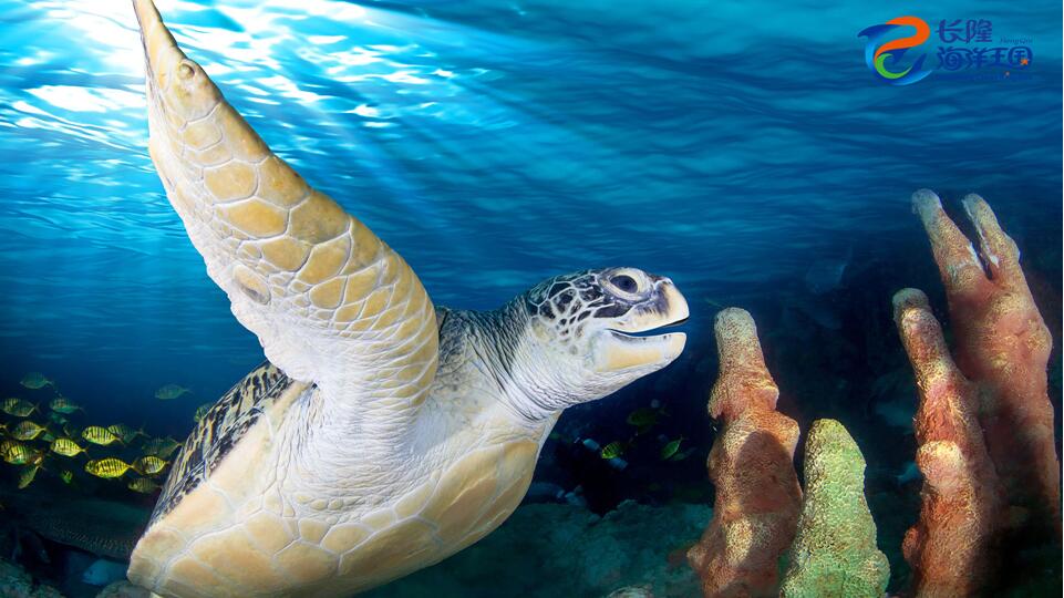 珠海2日1晚跟团游·珠海横琴口岸澳门一天直