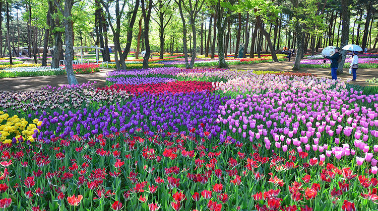 日本东京 茨城5日自由行 感受自然原生态 东京1晚 茨城3晚新年治愈五彩之旅关东小富士筑波山 大洗海中神社 郁金香花田 冰瀑仙境