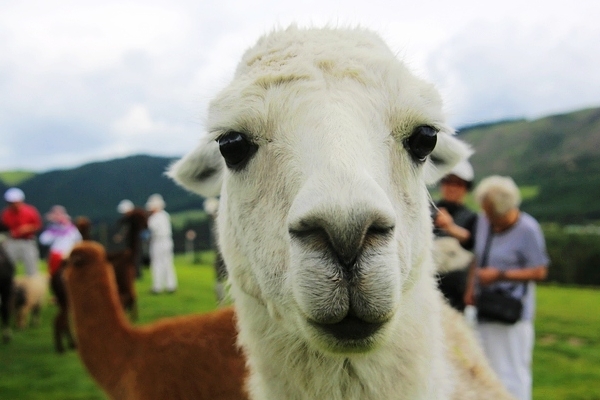 新西兰奥克兰+罗托鲁瓦3日2晚跟团游(3钻)·轻