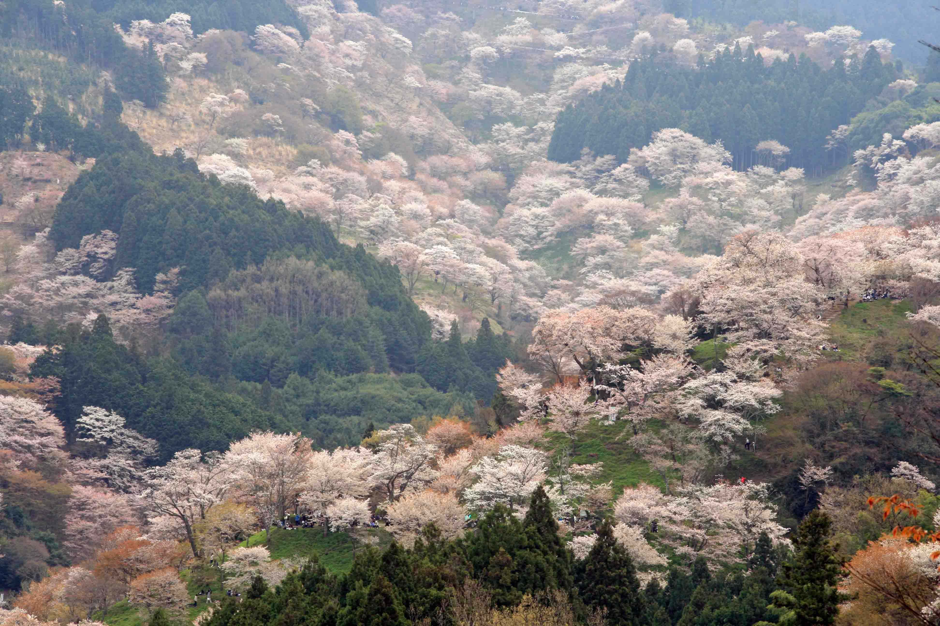 日本大阪 吉野町 南纪白浜7日自由行 温泉 宿吉野山中享2晚吉野山 2晚白滨海景温泉访美秀美术馆