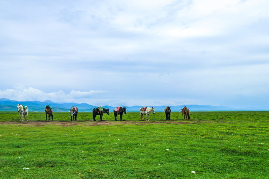 成都 九寨沟 黄龙风景名胜区 若尔盖8日7晚半自助游·九曲花湖郎木寺