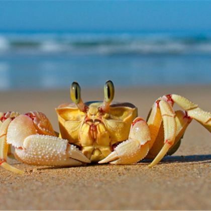 阳江+海陵岛+十里银滩3日2晚跟团游