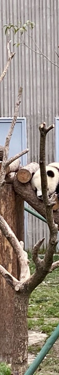 卧龙中华大熊猫苑神树坪基地-汶川