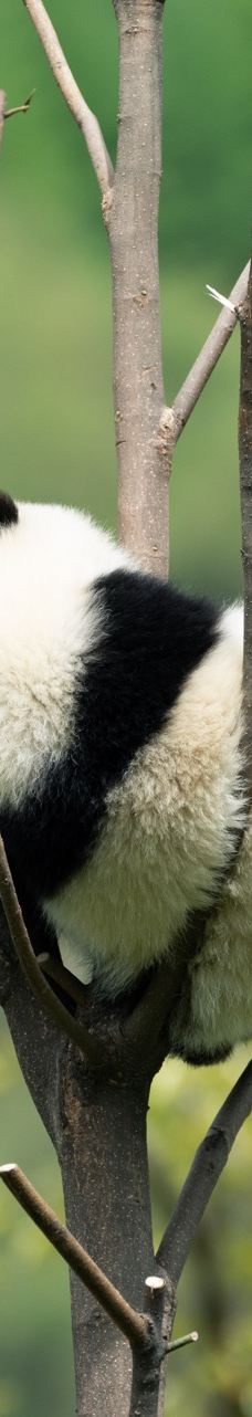 卧龙中华大熊猫苑神树坪基地-汶川