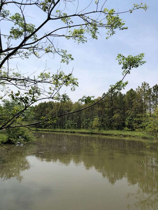 上海滨海森林公园旅行图片 2