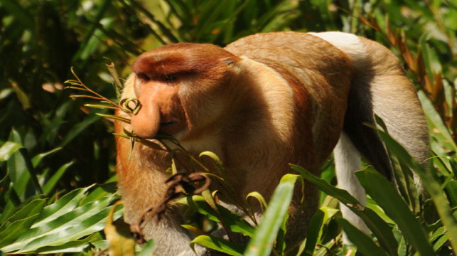 马来西亚沙巴5日3晚半自助游·沙比岛 海鲜bbq 长鼻猴生态之旅 市区