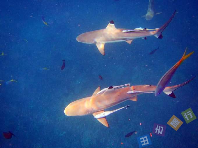 携程出去旅行的陈MM,帕劳6日5晚跟团游·假日