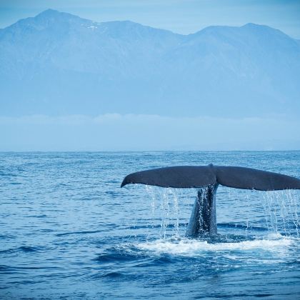 新西兰南岛+皇后镇+特卡波湖+凯库拉+奥玛鲁11日私家团