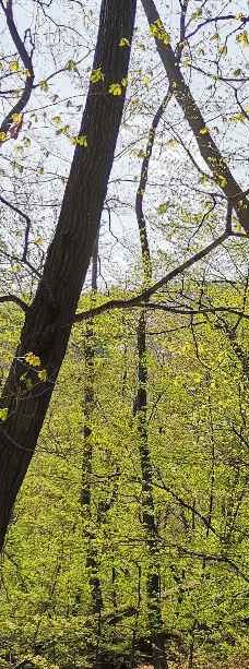 猴石国家森林公园-新宾