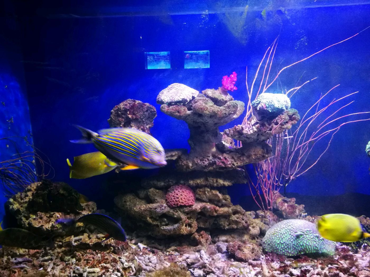 嘉兴泊金湾大酒店 + 嘉兴海底世界 + 自助早餐