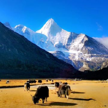 稻城的人均_稻城亚丁(3)