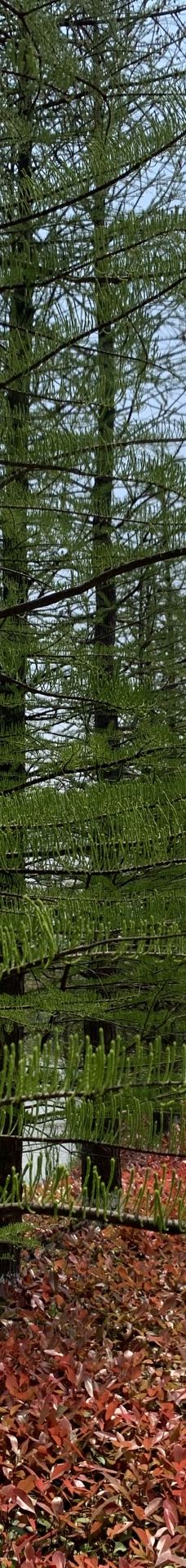 苏州太湖国家湿地公园-苏州