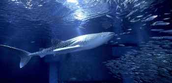 日本大阪+京都+箱根+东京6日5晚跟团游(4钻)·