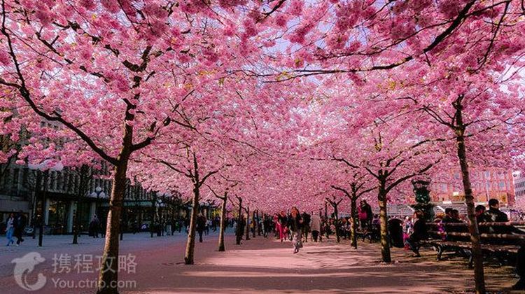 日本东京 伊豆6日自由行 4钻 樱花祭私家专车专导 含接送机 伊豆包车3日赏樱路线 箱根打卡 1晚修善寺温泉体验 1晚东伊豆 望海泡温泉 双温泉行程奇景大室山纵贯伊豆半岛深度游 日本东京 伊豆6日自由行 4钻 樱花祭私家专车专导 含接送机 伊豆包车3日赏樱路线 箱根打卡 1晚修善寺温泉体验 1晚东伊豆 望海泡温泉 双温泉行程奇景大室山纵贯伊豆半岛深度游