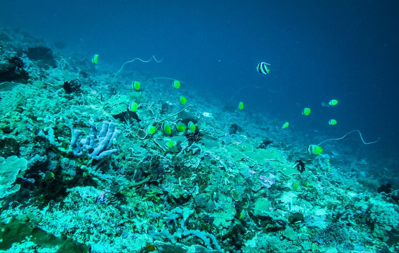 本行程优点和缺点并存,印度尼西亚巴厘岛6日跟
