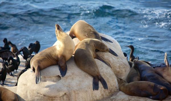 美国圣地亚哥2日1晚私家团·【2018北美房车