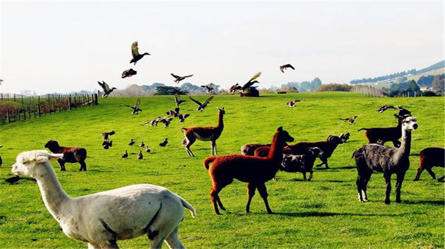 【携程攻略】郑州到悉尼旅游报价,郑州到悉尼