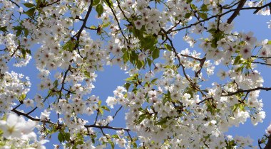 日本东京5日自由行·北京直飞东京 机票+签证